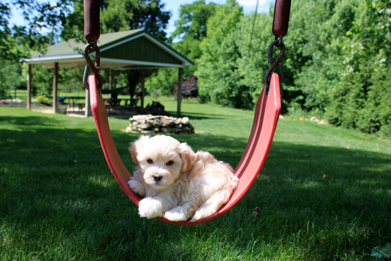 puppy, for, sale, Malsipoo, Matthew B. Stoltzfus, dog, breeder, Gap, PA, dog-breeder, puppy-for-sale, forsale, nearby, find, puppyfind, locator, puppylocator, aca